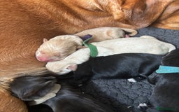 Mixed Breed dogs for sale: Mixed breed Labrador puppies  - Image 19