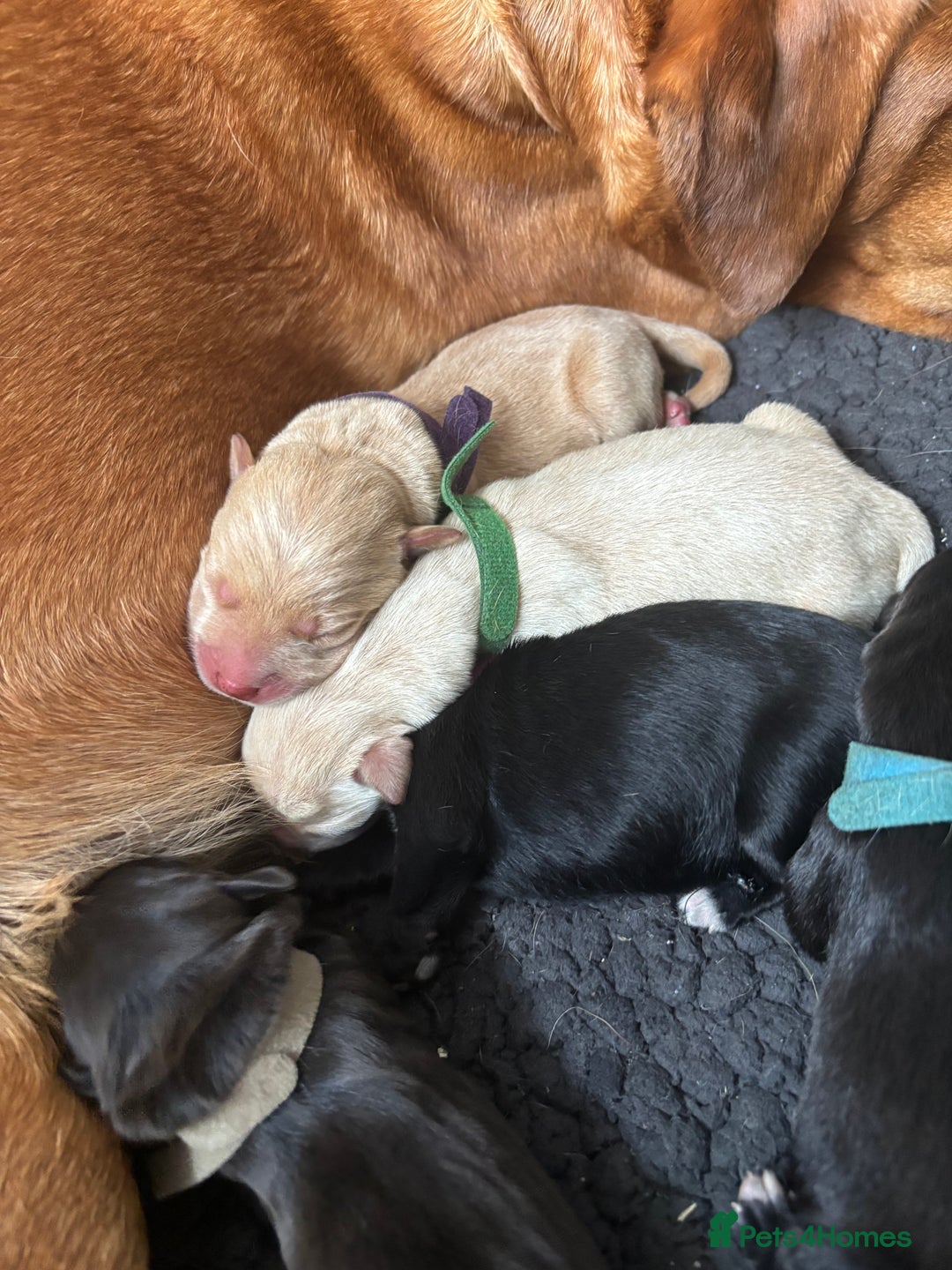 Mixed Breed dogs for sale: Mixed breed Labrador puppies  - Image 19