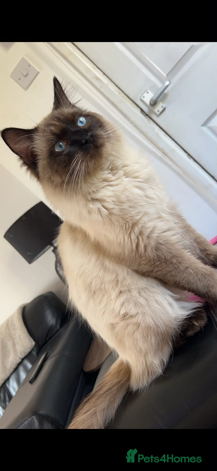Mixed Breed cats Ragdoll x - Advert 3