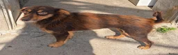 Mixed Breed dogs for adoption: Dizzy, 3-4 yrs old approx. Available for adoption. in Brixham - Advert 3