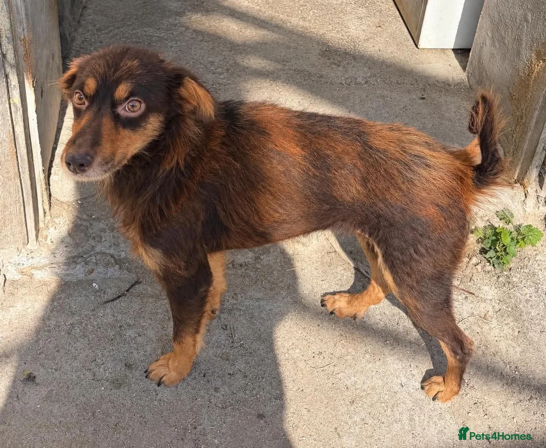 Mixed Breed dogs for adoption: Dizzy, 3-4 yrs old approx. Available for adoption. in Brixham - Advert 3