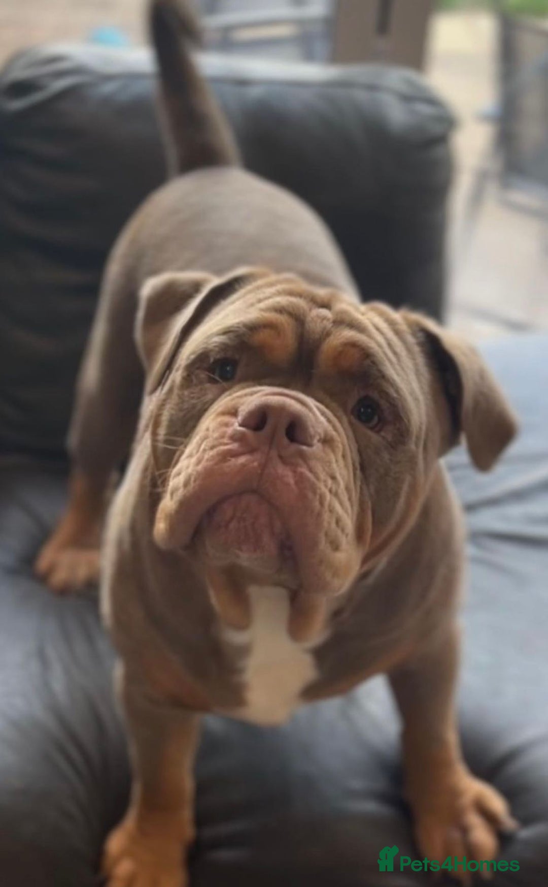 Olde English Bulldogge dogs for sale: READY NEXT WEEK! - OEB Puppies NEBBR ✅ 3rd Gen - Image 30