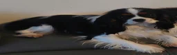 Cavalier King Charles Spaniel dogs for sale: Kc Reg Cavalier King Charles Spaniel puppy - Advert 2
