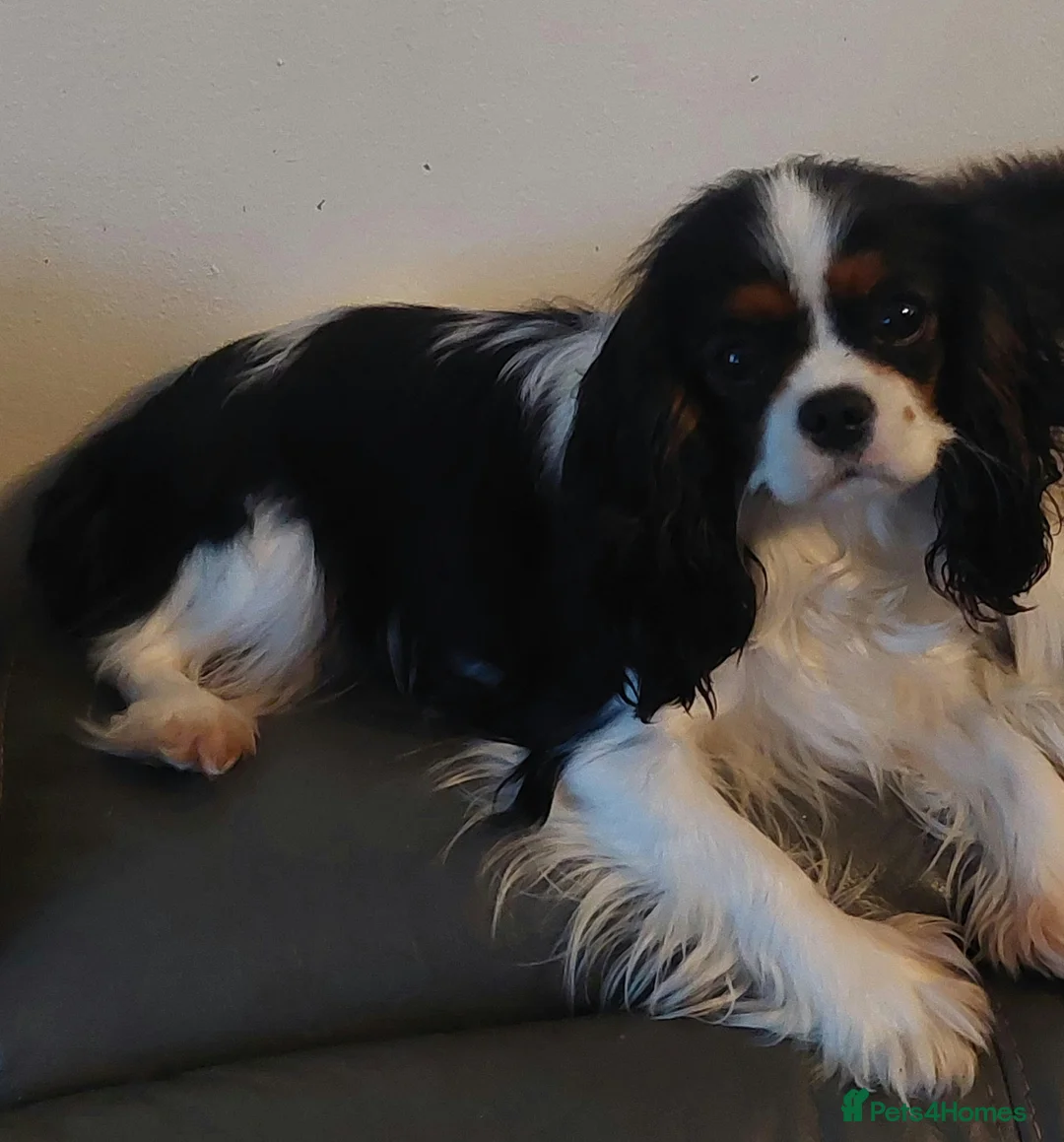 Cavalier King Charles Spaniel dogs for sale: Kc Reg Cavalier King Charles Spaniel puppy - Advert 2