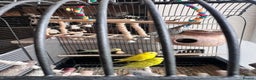 Budgerigars birds for sale: 9 budgies  - Advert 5