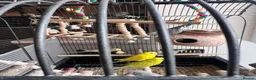 Budgerigars birds for sale: 4 budgies ( 25 pounds each) - Advert 5