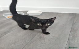 Mixed Breed cats for sale: Boots and blue  - Image 5