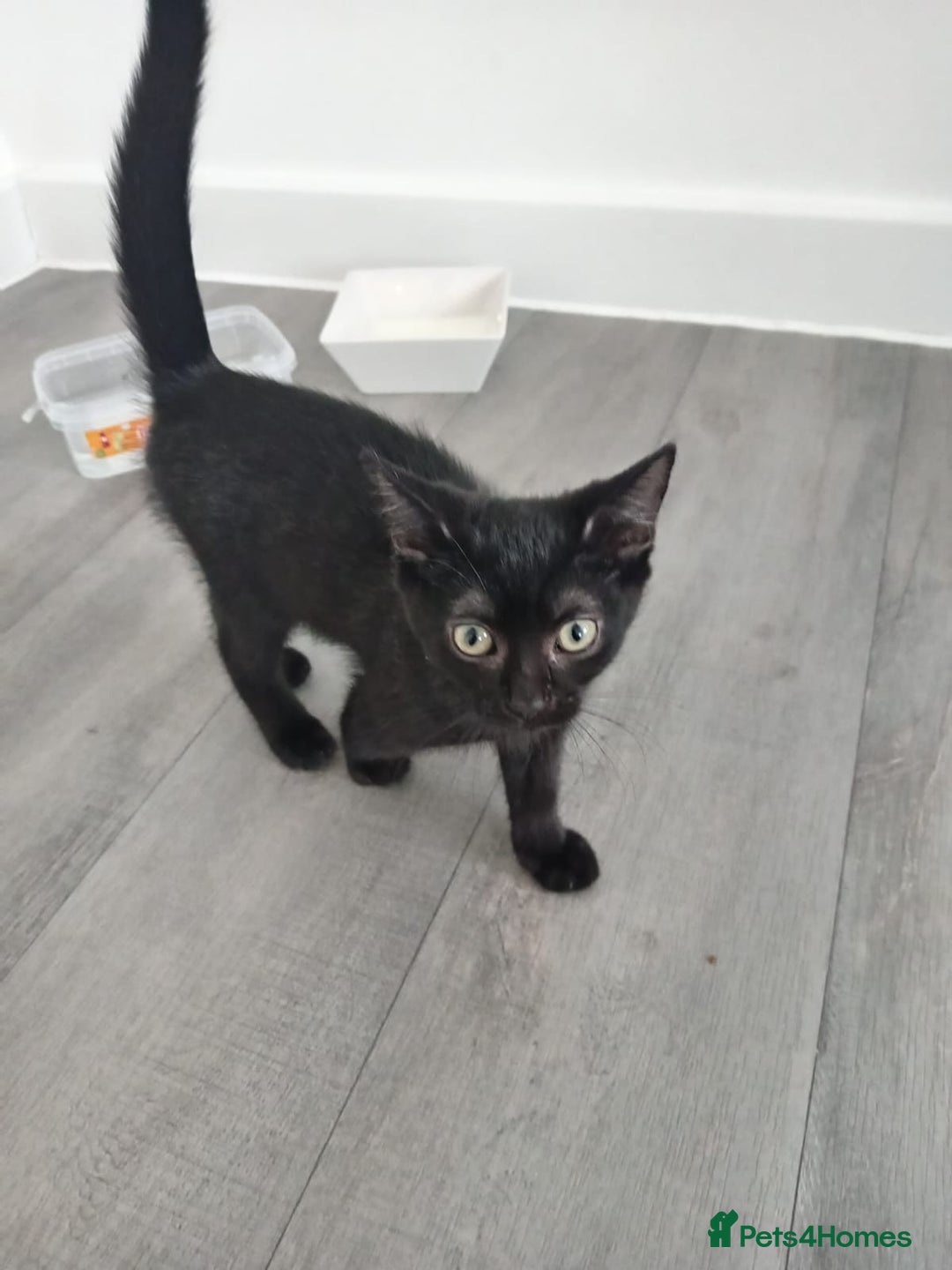 Mixed Breed cats for sale: Boots and blue  - Image 5