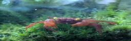 Crabs fish for sale: Tomato Vampire Crabs, Tanks, Food, everything in Glasgow - Advert 1