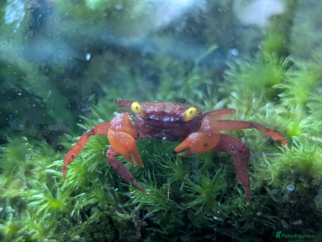 Crabs fish for sale: Tomato Vampire Crabs, Tanks, Food, everything in Glasgow - Advert 1