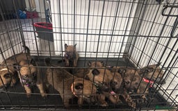 Mixed Breed dogs for sale: German Shepherd x Belgian Malinois - Image 15