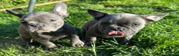 French Bulldog dogs for sale: French Bulldog puppies - Advert 3