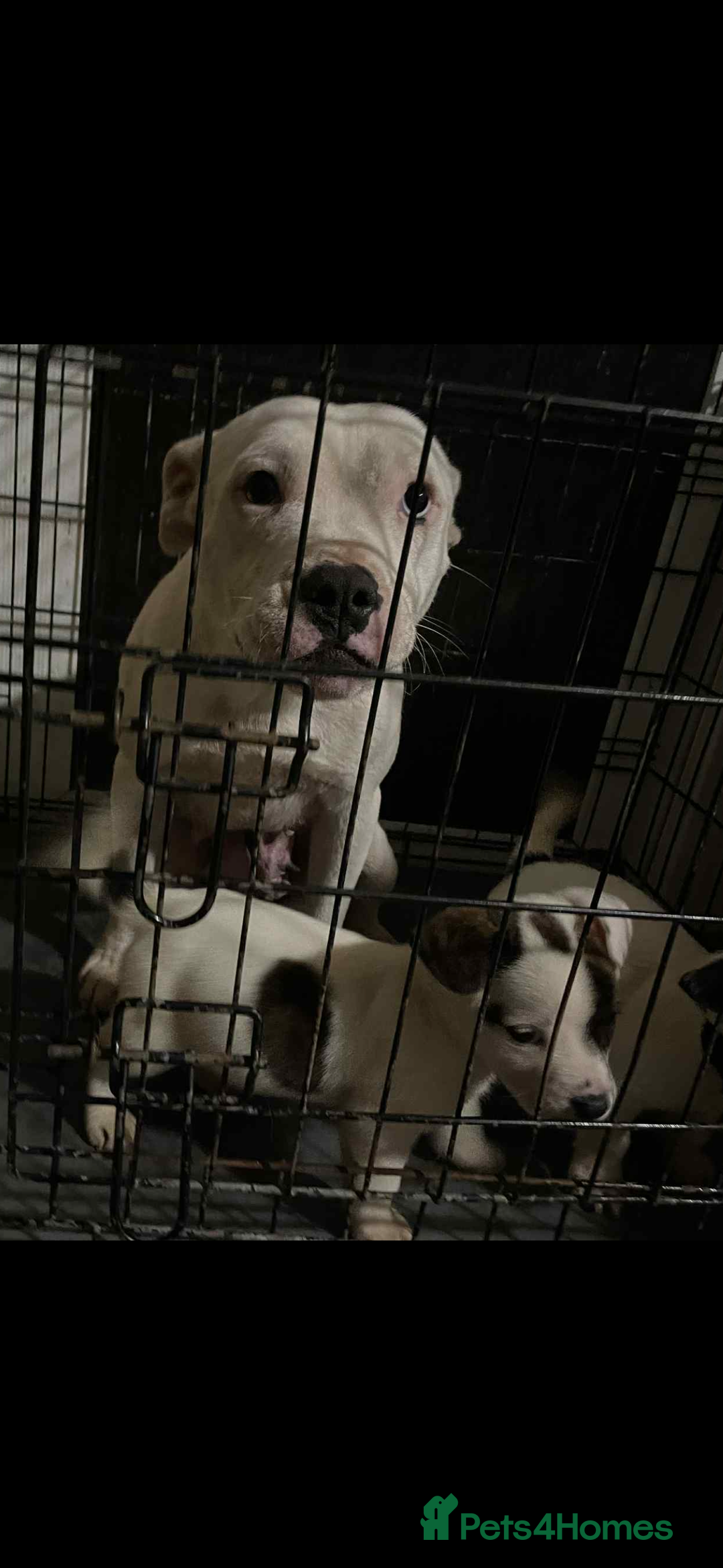 Mixed Breed dogs for sale: Staffordshire Bull Terrier x Jack Russell  - Image 7