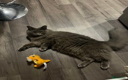 Mixed Breed cats for sale: Jackie  - Image 4