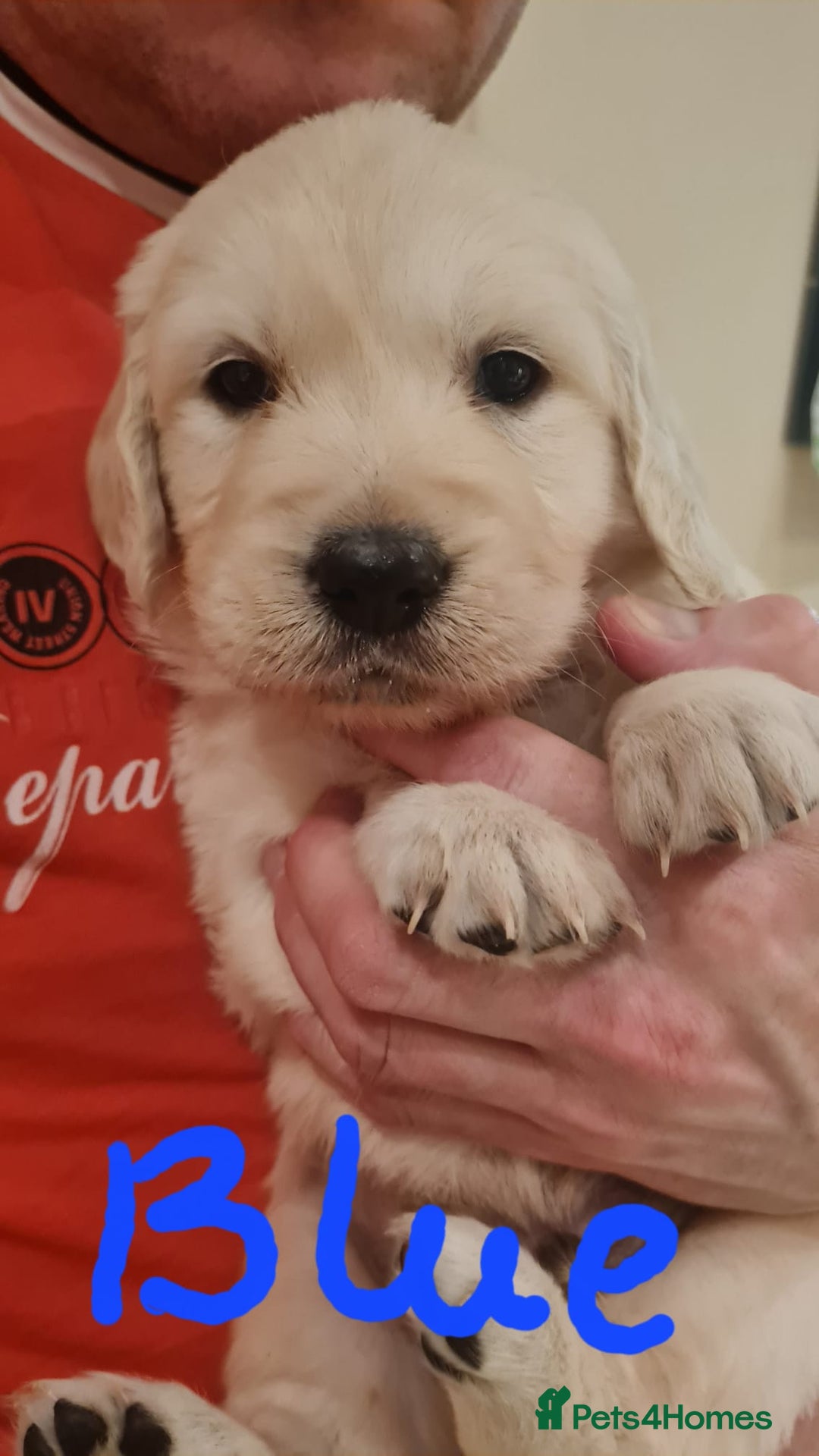 Golden Retriever dogs for sale: Golden Retriever puppies - Advert 11