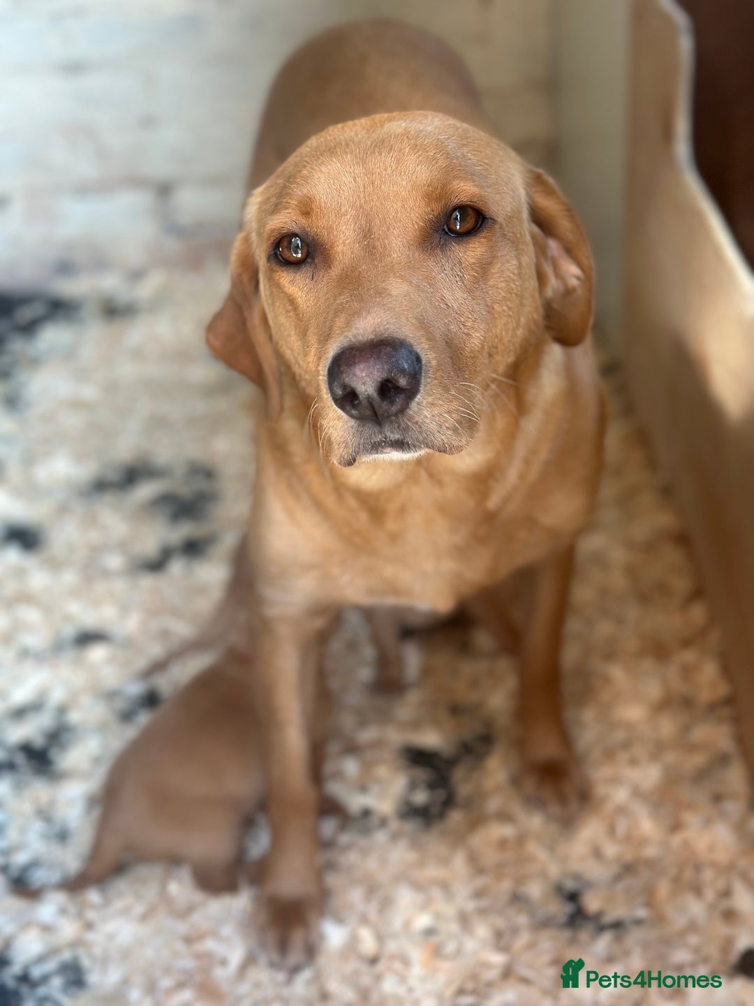 Labrador Retriever dogs for sale: KC Labrador puppies  in Morpeth - Image 7
