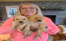 Golden Retriever dogs for sale: Beautiful Golden Retriever pups - Image 4