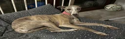 Whippet dogs for sale: Whippet Puppies - Advert 5