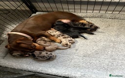 Dachshund dogs for sale: Cross miniature dachshund puppies - Image 1