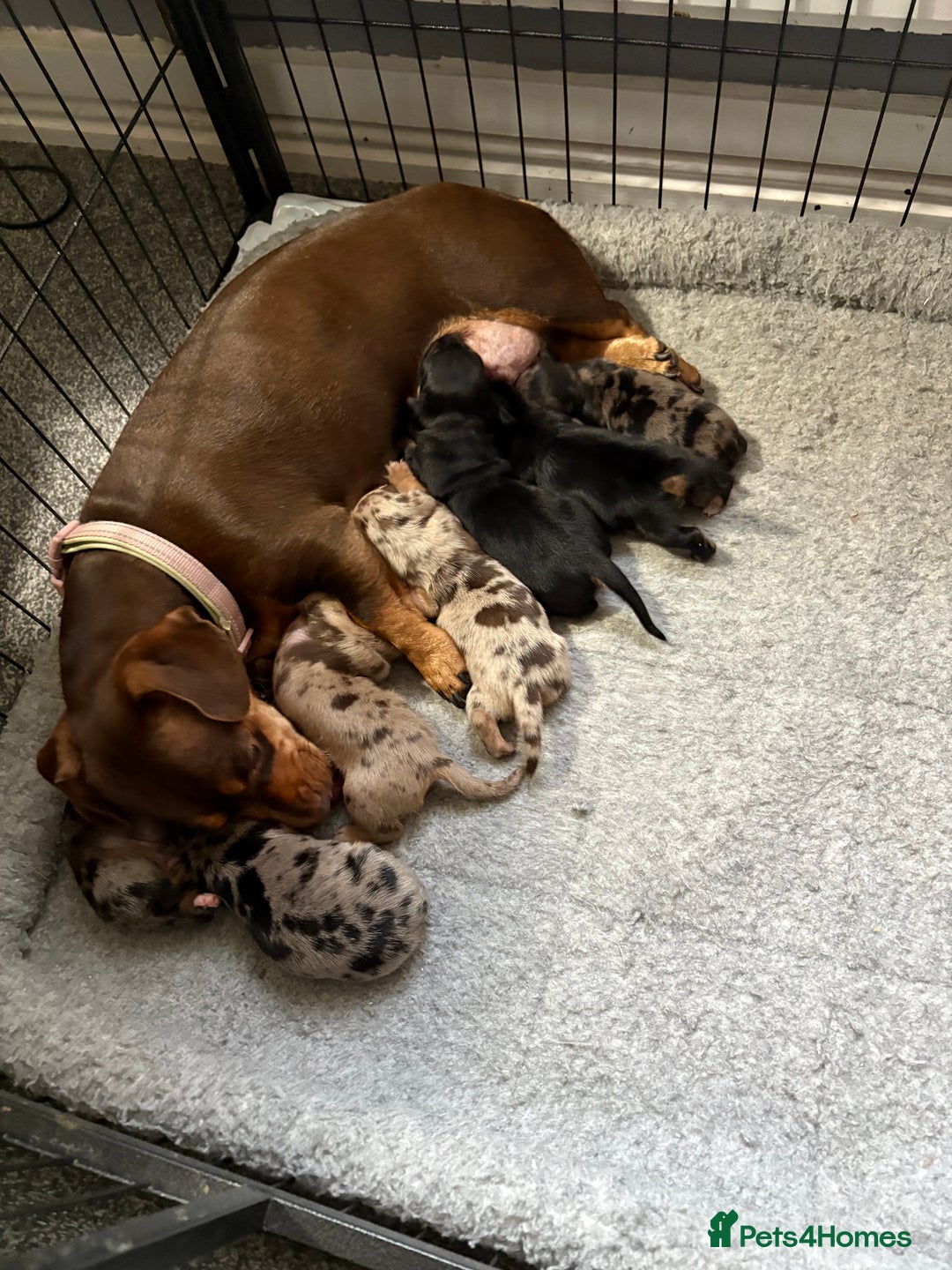 Dachshund dogs for sale: Cross miniature dachshund puppies - Image 1
