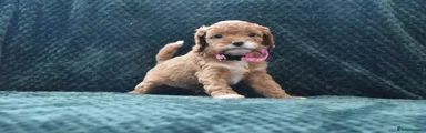 Cavapoo 3