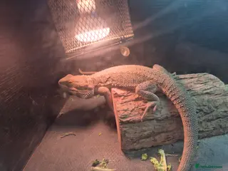 Bearded Dragon reptiles Male Bearded dragon - Advert 1