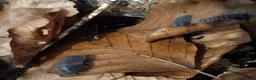 Isopods invertebrates for sale: Isopods Cubaris Ardentiella Sinodillo Spherillo  in Telford - Advert 19