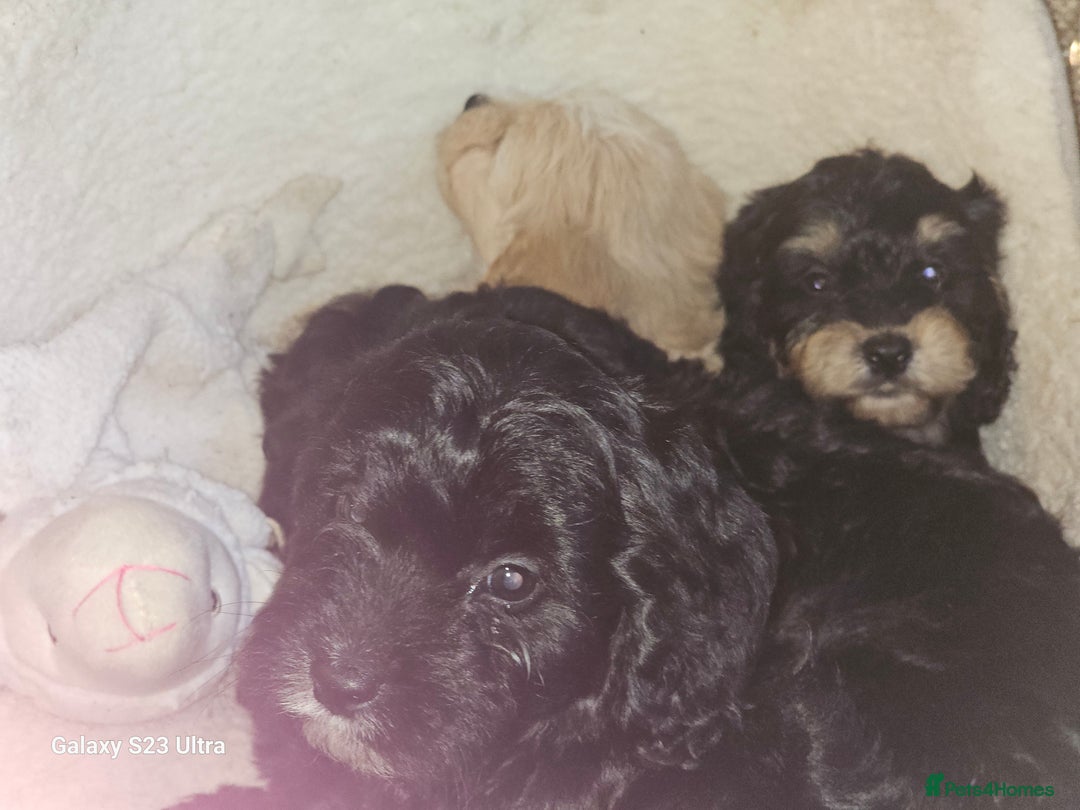 Cockapoo dogs for sale: Beautiful cockapoo babies!  - Image 4