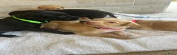 Mixed Breed dogs for sale: Fox red Labrador  - Advert 9