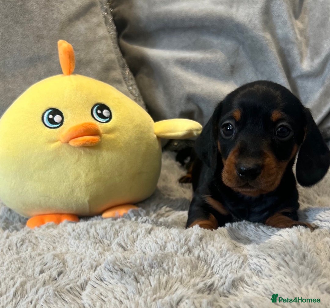 Miniature Dachshund dogs for sale: Stunning puppies,kc reg and pra clear - Advert 6