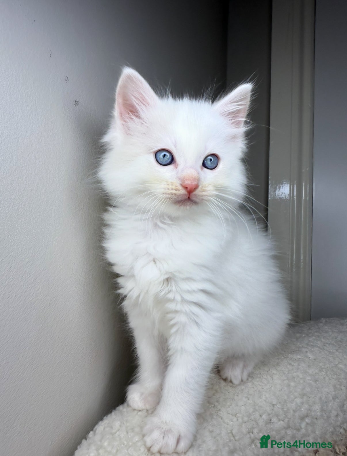 Ragdoll cats 1 male ragdoll ❤️Ready Friday - Advert 14