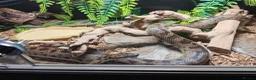 Snake reptiles for sale: Spotted Python - Advert 3