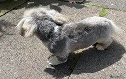 Pekingese dogs for sale: 🩵 KC reg Pekingese Puppy 🩵 - Image 10
