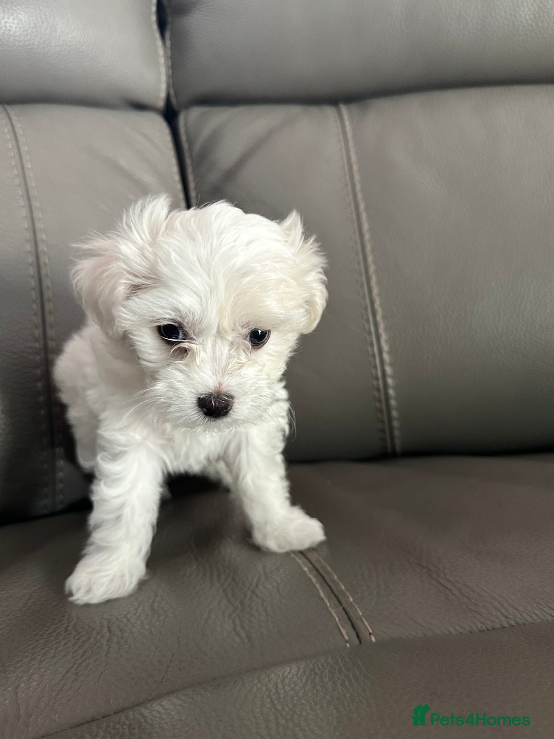 Mixed Breed dogs for sale: Mixed puppies for sale - Image 10