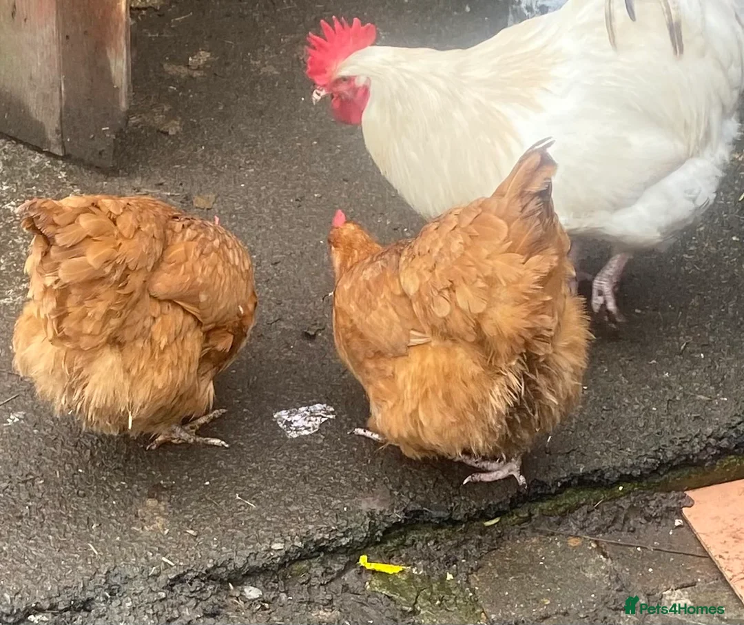 Chickens poultry for sale: Poultry for sale  - Advert 3