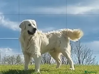 Golden Retriever dogs KC GOLDEN RETRIEVER PUPPIES HEALTH SCORED PARENTS - Advert 5