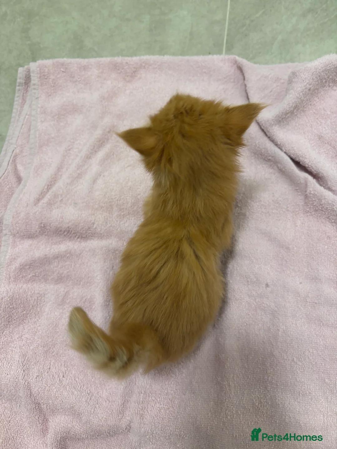 Maine Coon cats for sale: TICA registered Maine coon kittens - Advert 8