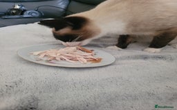Siamese cats for sale: Siamese/Ragdoll - Image 4