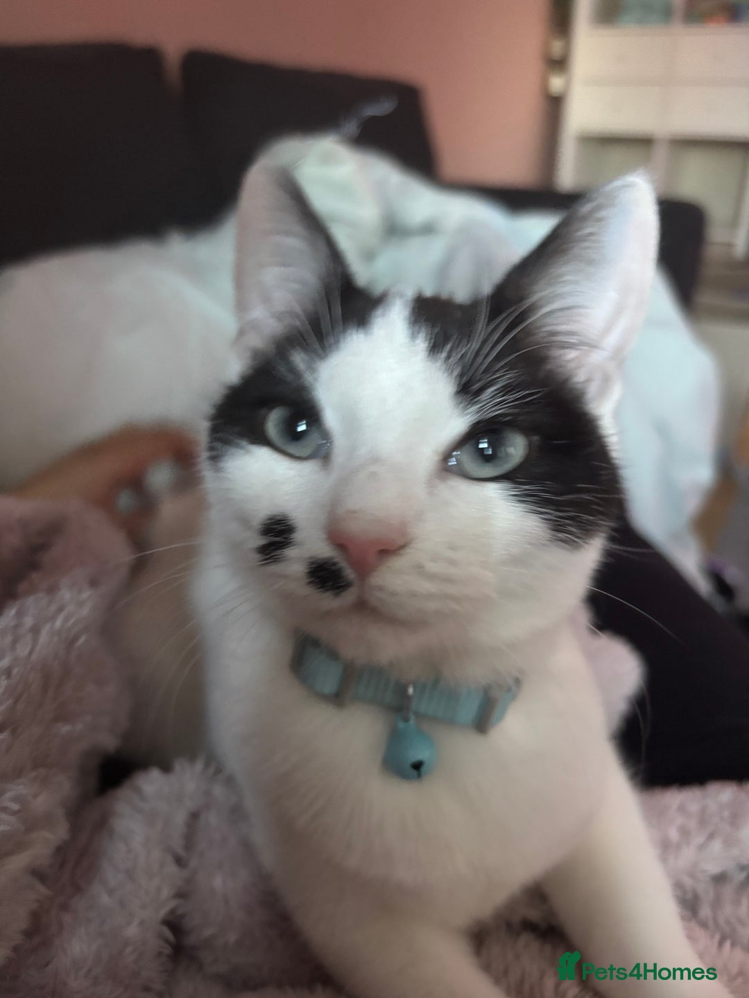 Mixed Breed cats for sale: Friendly kitten looking for a home - Advert 2