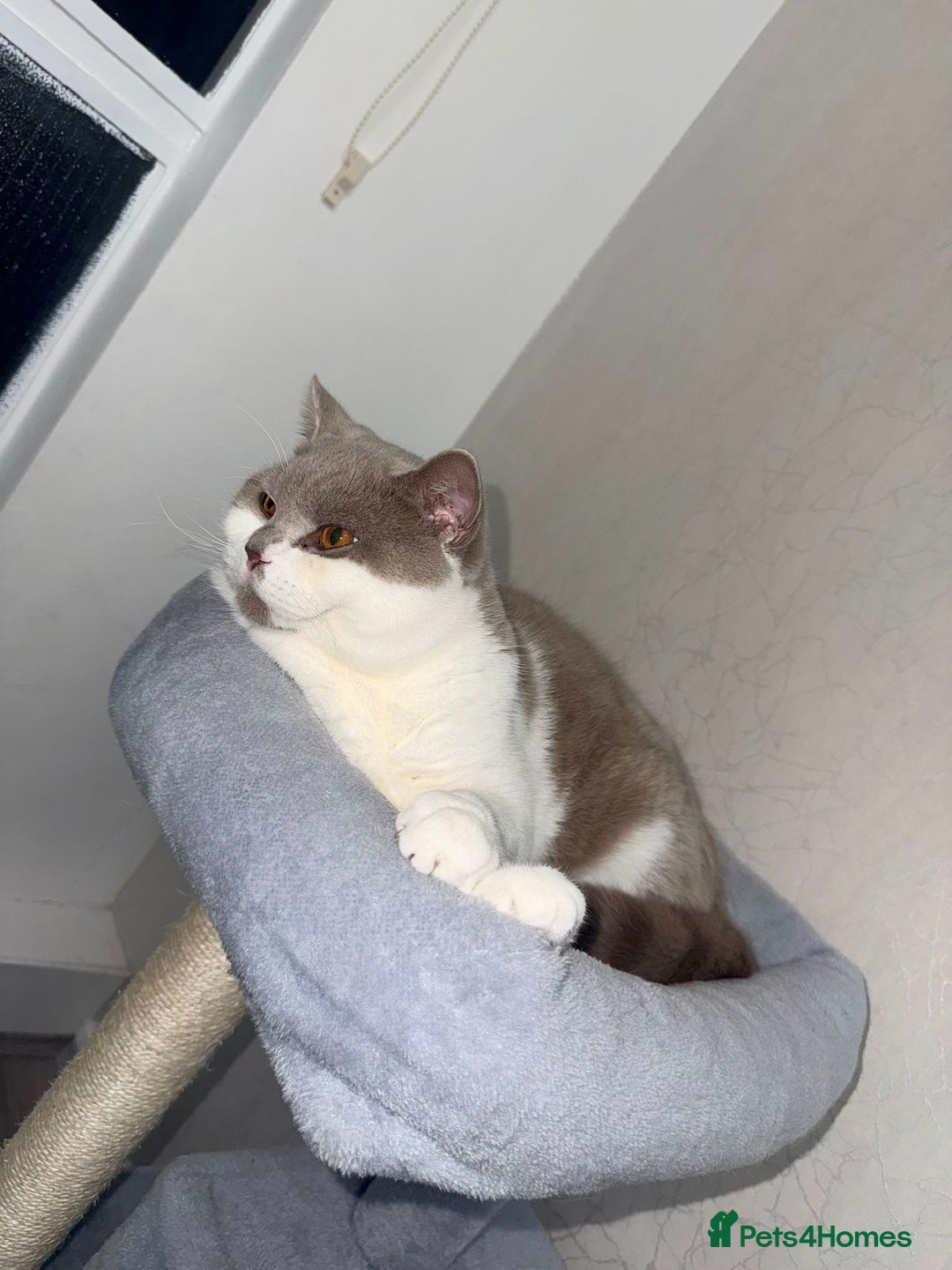 British Shorthair cats for sale: British shorthair 2 kittens - Advert 7