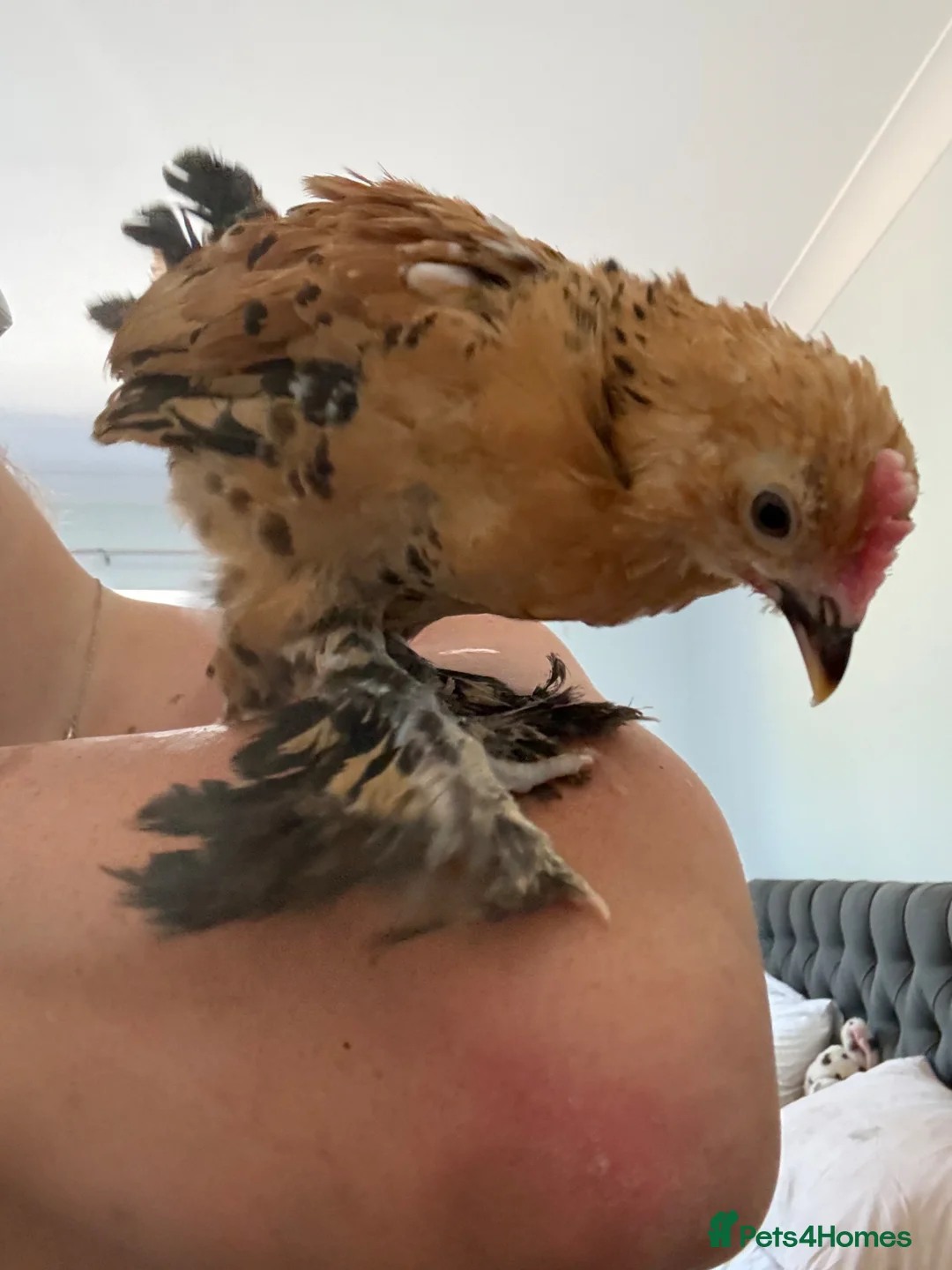 Chickens poultry for sale: Silkie chicks & ducckle roo - Advert 2