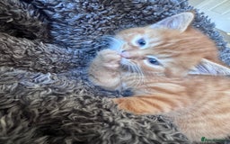 British Shorthair cats for sale: 1 ginger girl ready to go  - Image 2