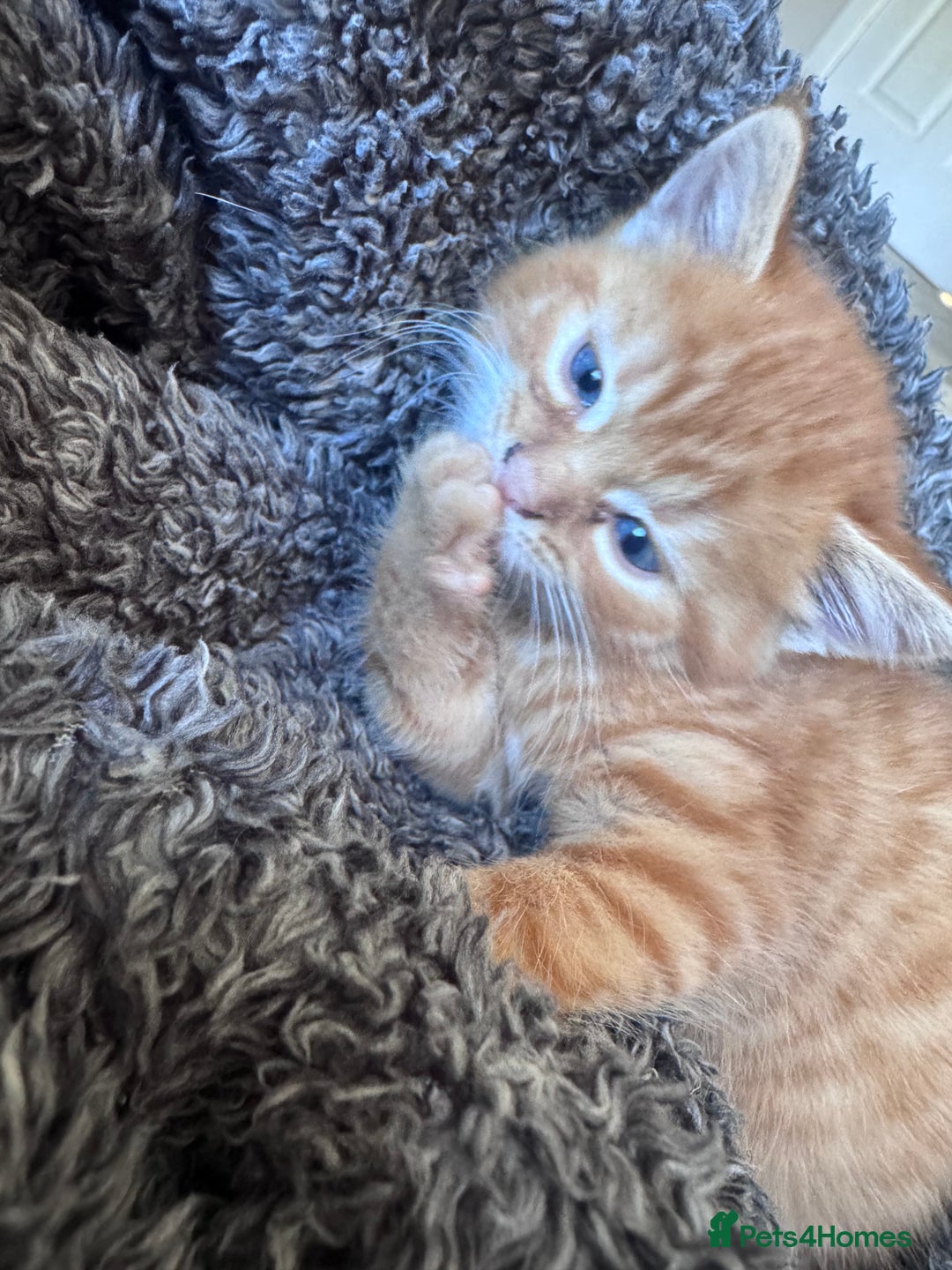 British Shorthair cats for sale: 1 ginger girl ready to go  - Image 2