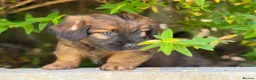 Mixed Breed dogs for sale: Exceptional Norfolk terrier x jrt pups ready now  - Advert 16