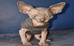 Sphynx cats for sale: Gorgeous Canadian Sphynx kittens - Image 9