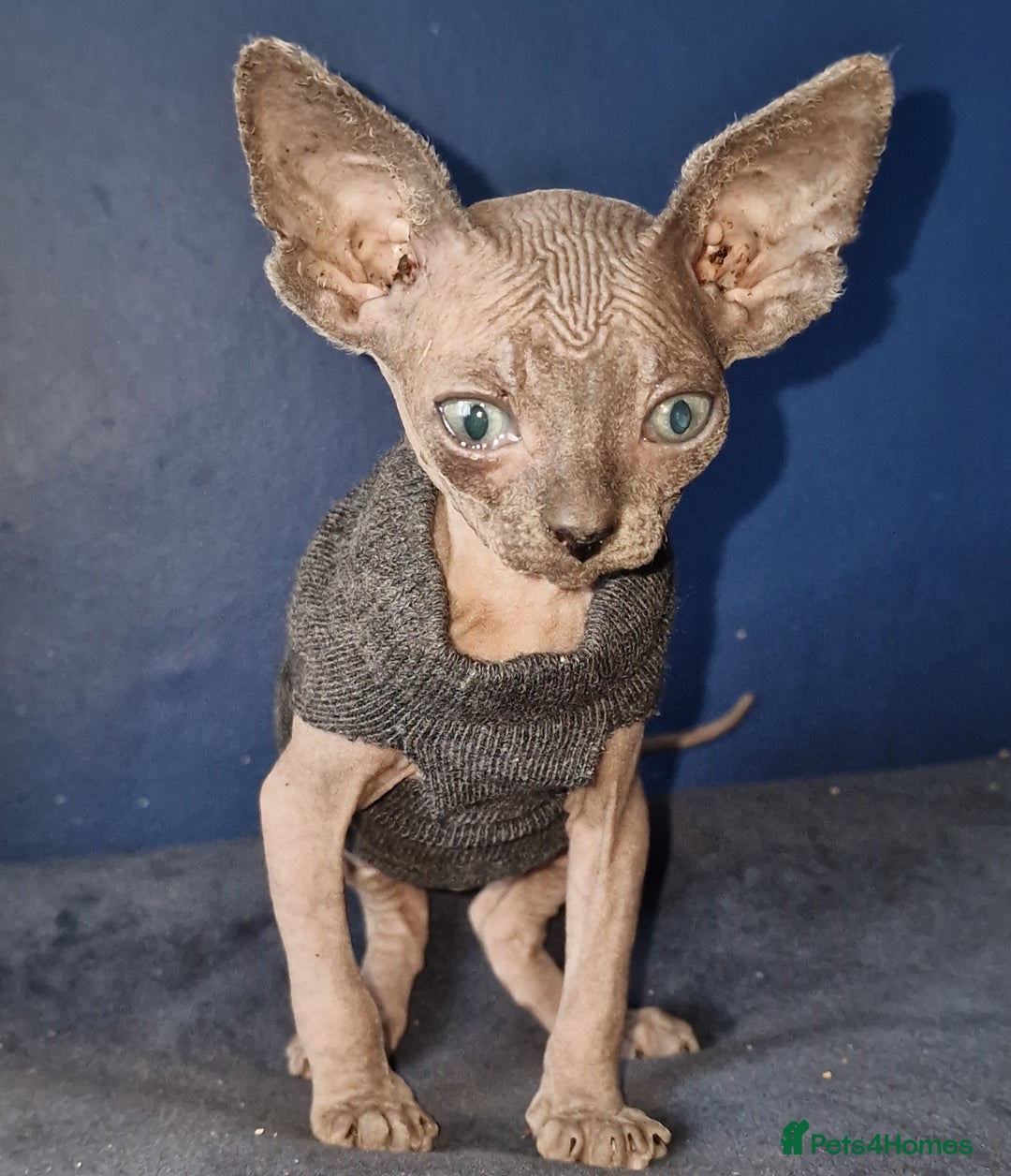 Sphynx cats for sale: Gorgeous Canadian Sphynx kittens - Image 9