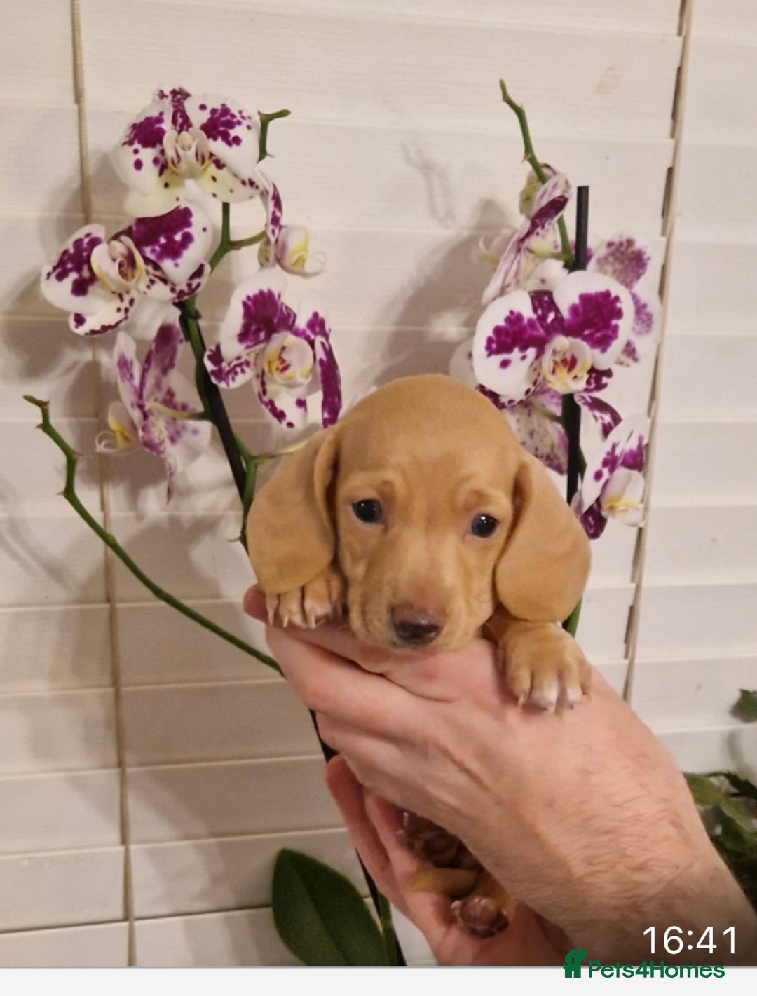 Miniature Dachshund dogs for sale: Miniature dachshund  - Advert 6