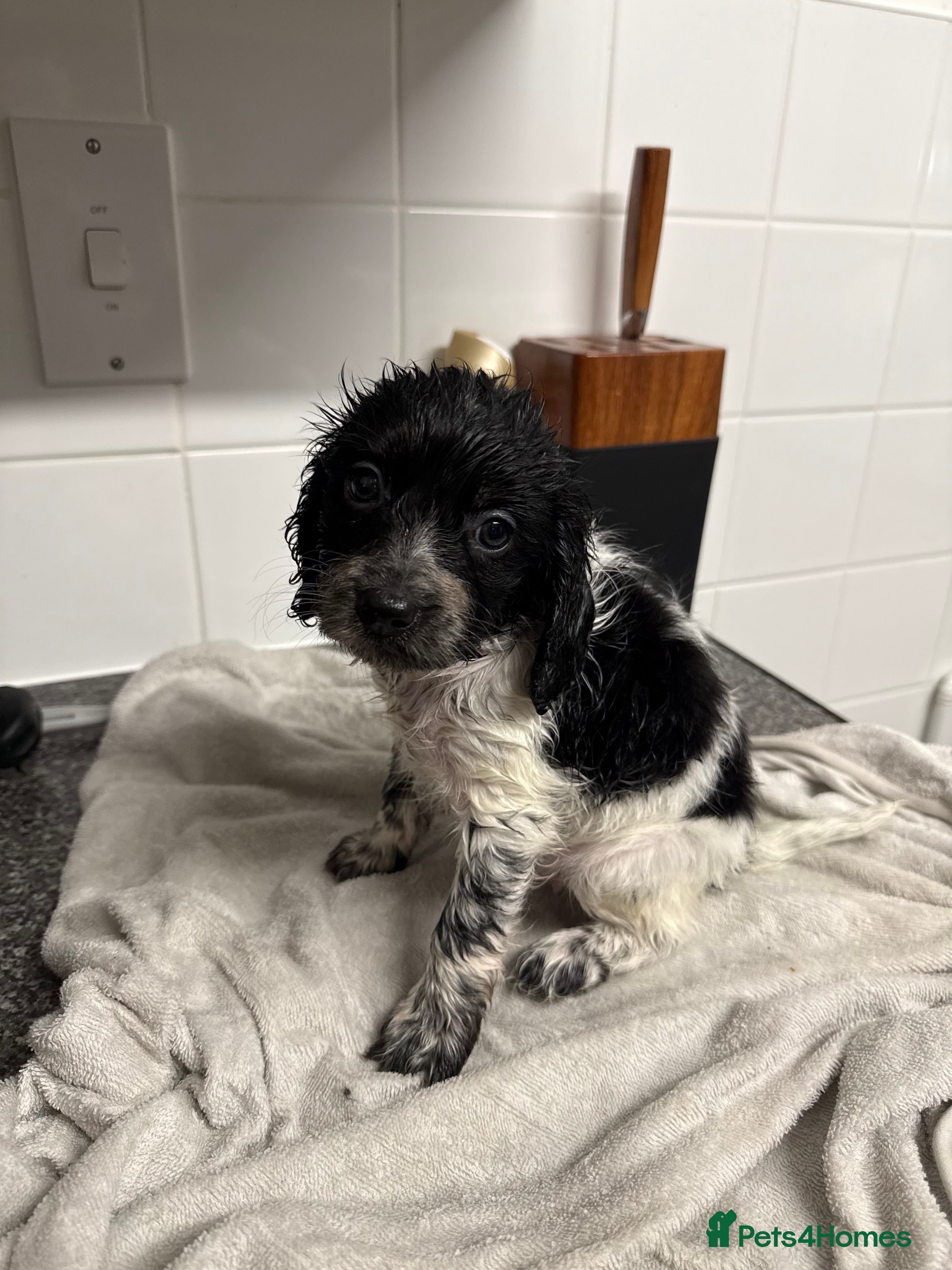 Cockapoo dogs 5 cockapoo puppies  - Advert 12