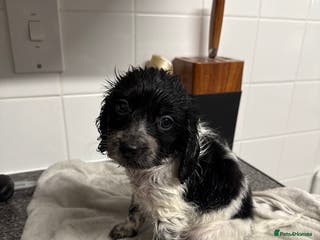 Cockapoo dogs 5 cockapoo puppies - Advert 12