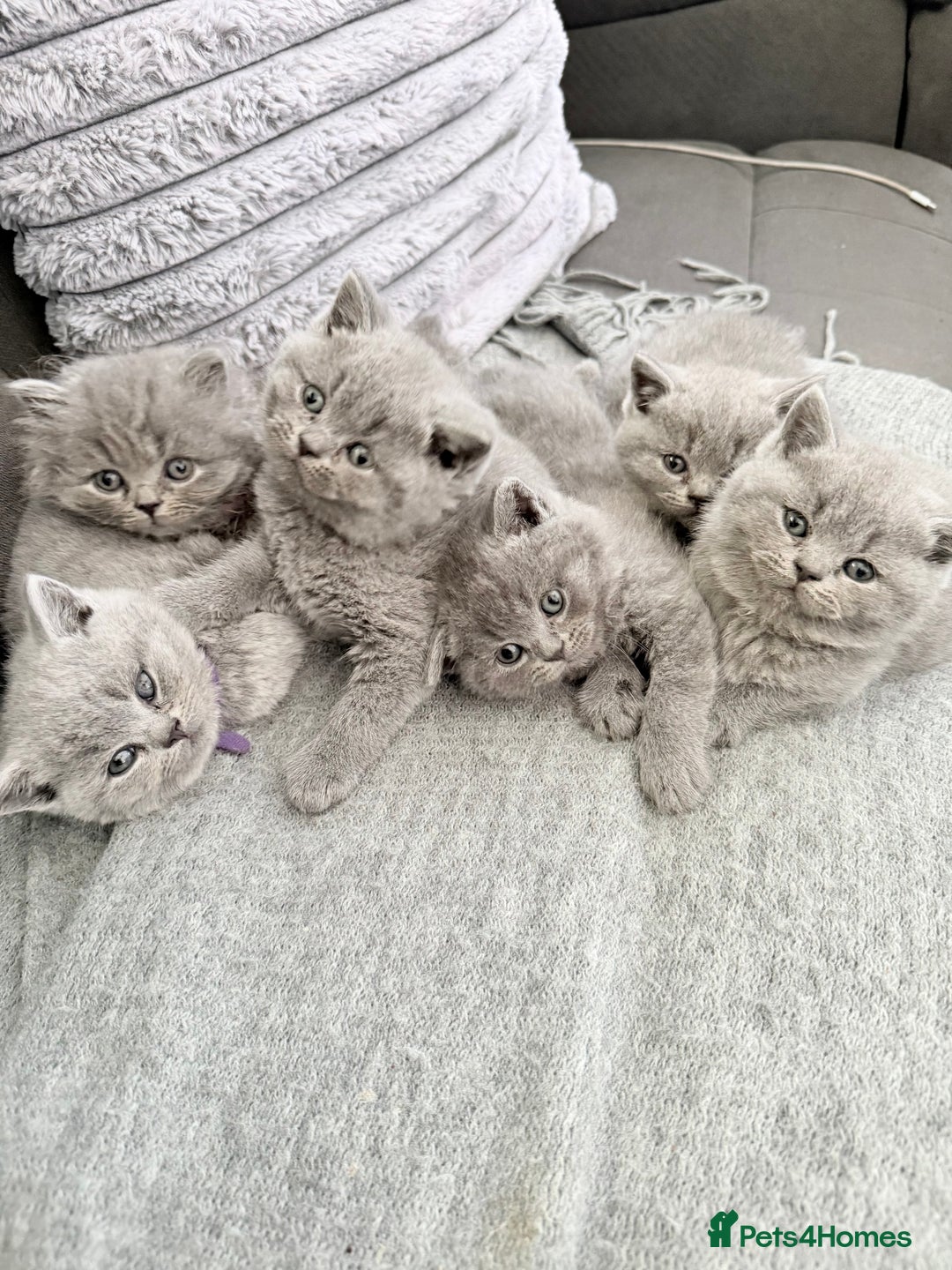 British Shorthair cats for sale: Gorgeous BHS kittens from grand champion gccf stud - Advert 5